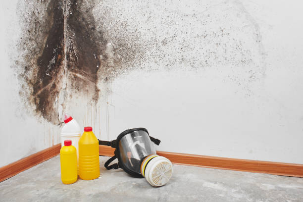 Professional Mold Removal in Millers Creek, NC