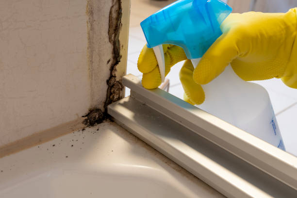 Best Commercial Mold Removal  in Millers Creek, NC