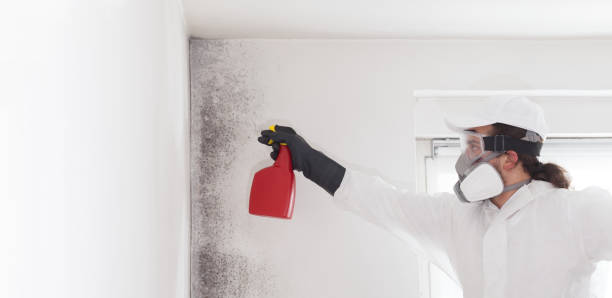 Best Attic Mold Removal  in Millers Creek, NC