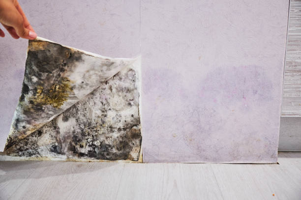 Best Toxic Mold Removal  in Millers Creek, NC